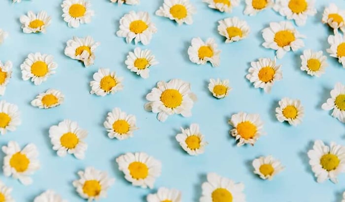 Fresh chamomile flowers scattered on soft blue background for natural skincare