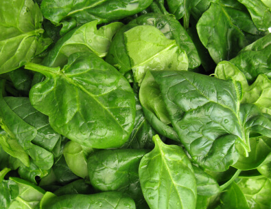 Fresh green watercress leaves showing their distinctive peppery texture and vibrant color