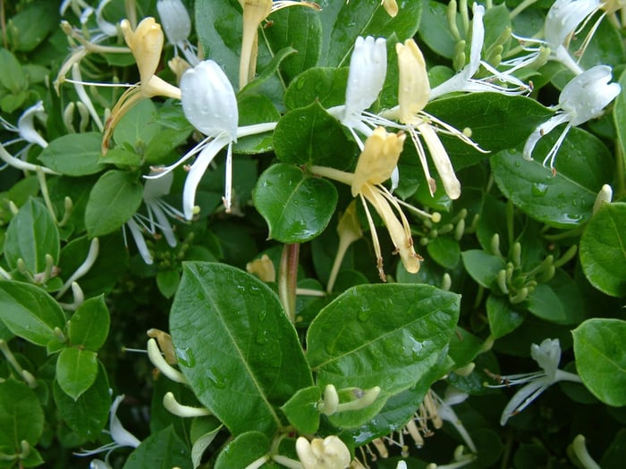 Japanese honeysuckle flowers blooming with white and yellow petals among green leaves