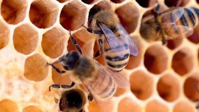 Honey bees on natural honeycomb hexagonal cells, representing non-vegan skincare ingredients