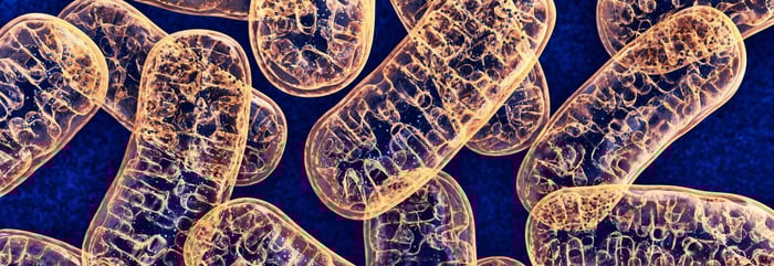 EQUIPOD – THE THERAPY EVERY HORSEOWNER SHOULD USE DAILY