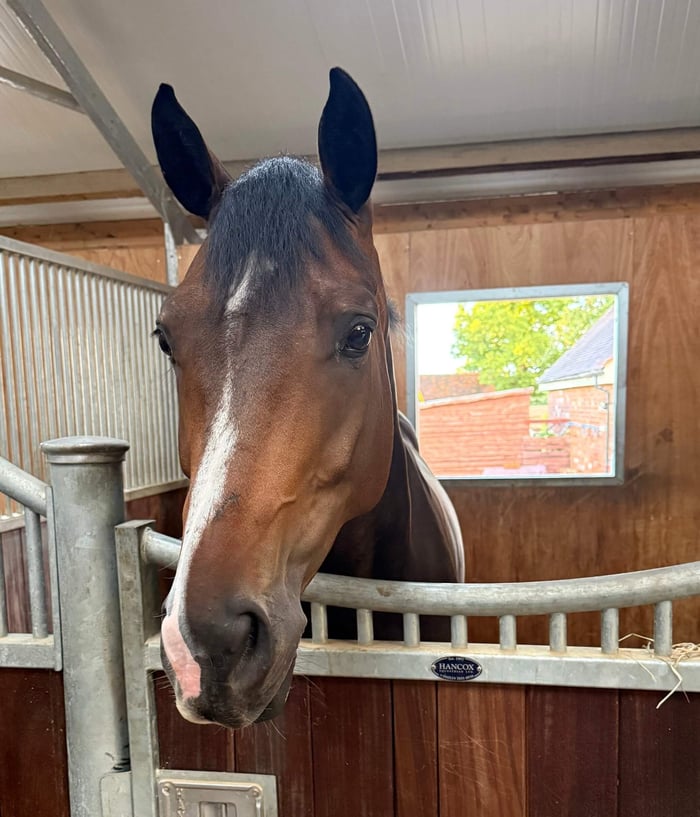 Feeding Horses Naturally: Absolute Fundamentals Done Right