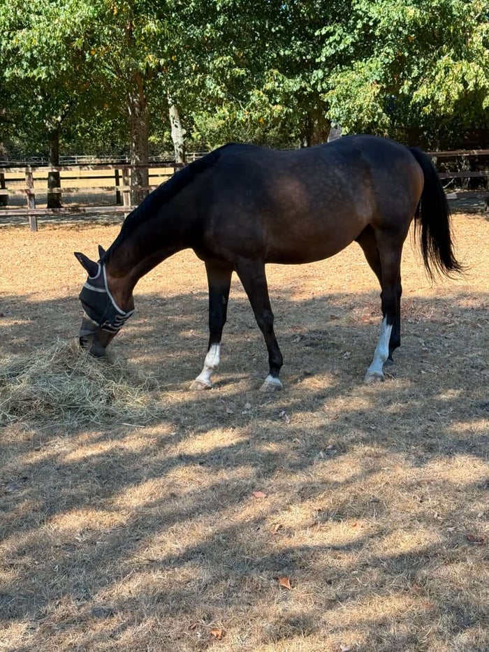 Horse Nutrition: Why Forage Is the Foundation of Every Feeding Programme