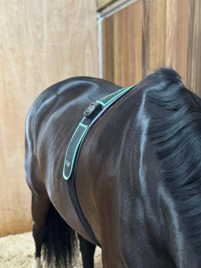MICROCURRENT FOR THE EQUESTRIAN