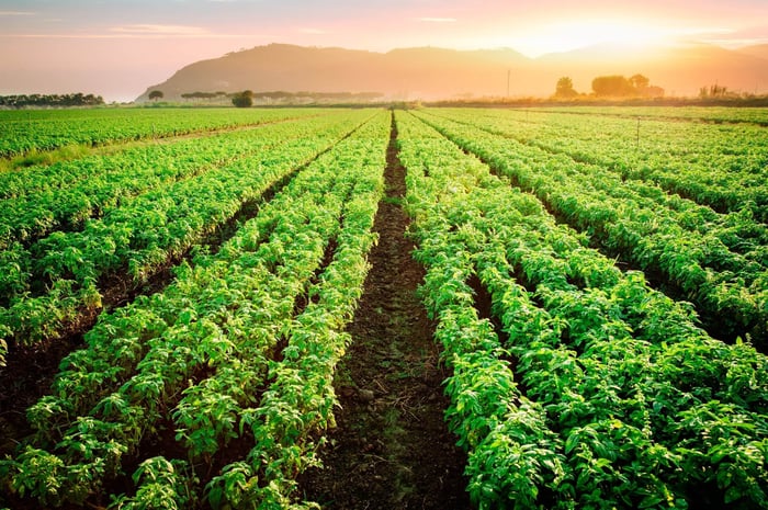 Sweet Leaf Basil: A Fragrant Herb Rooted in Warm Soil and Culinary Tradition