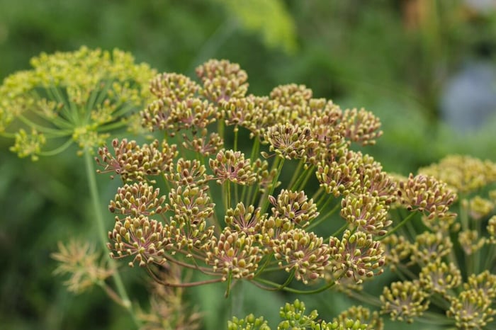 Dill Seed and the Long Memory of Flavor