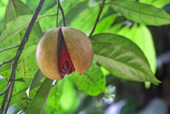 The Global Journey of Ground Nutmeg: From Tropical Orchards to Timeless Recipes