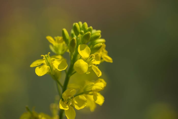 Spicy Roots, Bold Powder: Uncovering the Global Craft Behind Mustard Powder