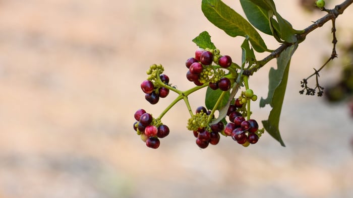 The Warm Embrace of Ground Allspice: From Tropical Berries to Kitchen Staple