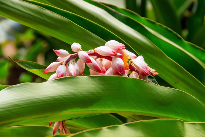 From Rainforest Root to Spice Rack: The Aromatic World of Ground Cardamom