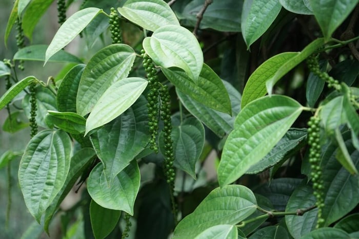 Black Pepper at the Center of the Table