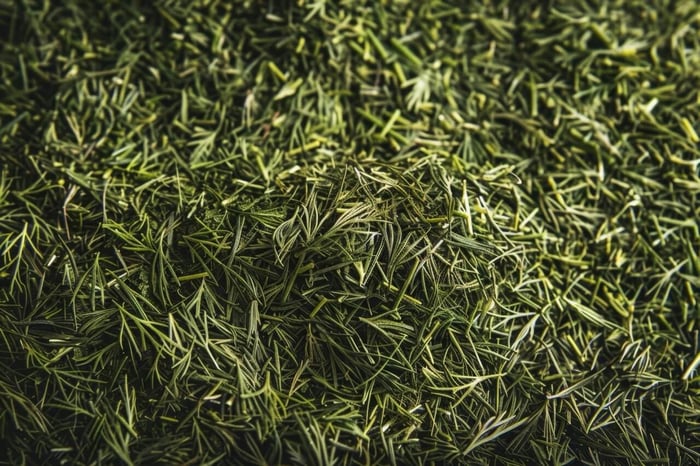 Dill Weed in the Wind: A Fragrant Herb's Global Tale