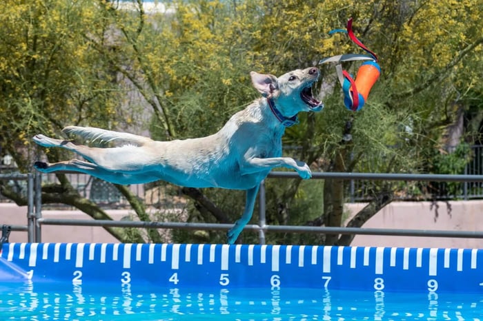 Canine champion dock diving dog show competition