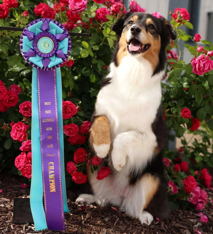 Dog show champions, including Australian Shepherd Meeka, proudly displays a customized agility rosette celebrating her award-winning career achievements and retirement.