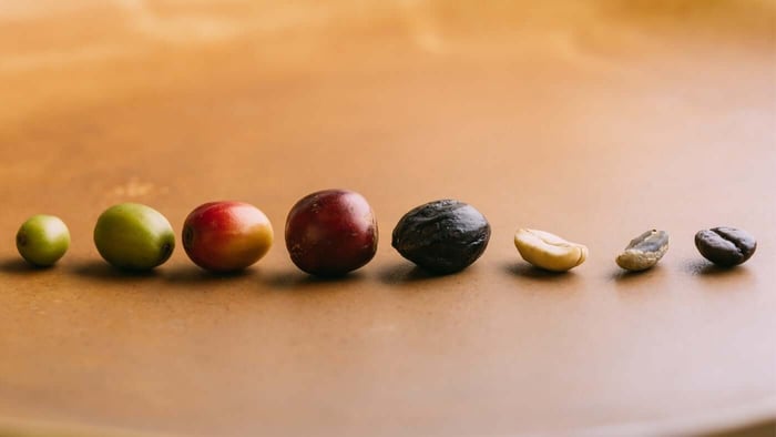 A Brief History of Coffee and Green Coffee Beans