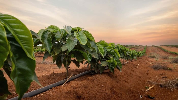 A Guide of Green Coffee Beans by Origin