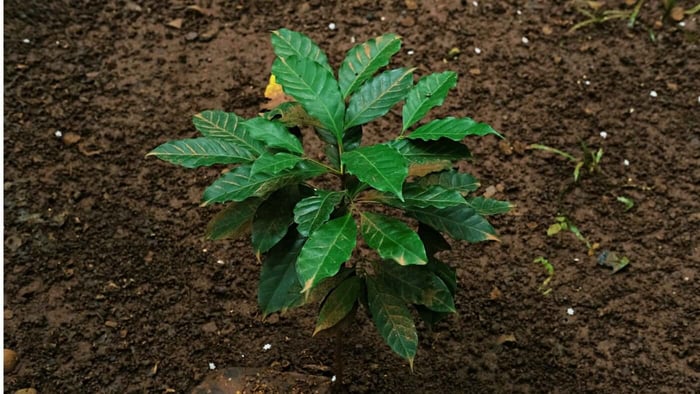 Terroir and Green Coffee Beans
