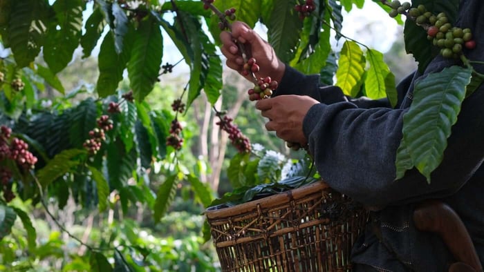 What Do Coffee Certifications Actually Mean?