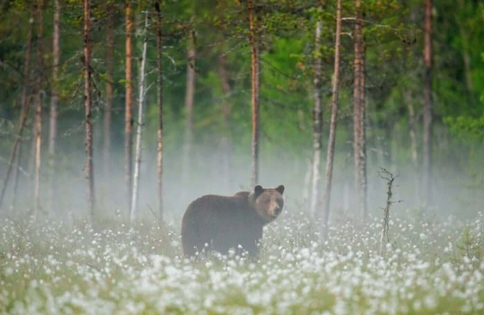 ANIMAL SYMBOLOGY: BEAR, GREAT BEAST OF THE FORESTS