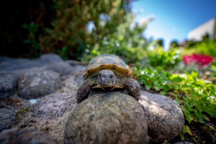 STORYTIME: THE MYTH OF JUPITER & THE TORTOISE