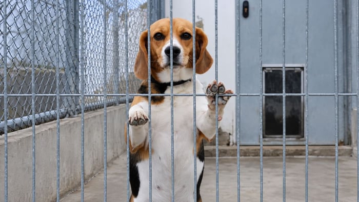 Trump Administration Shuts Down Last NIH Beagle Lab