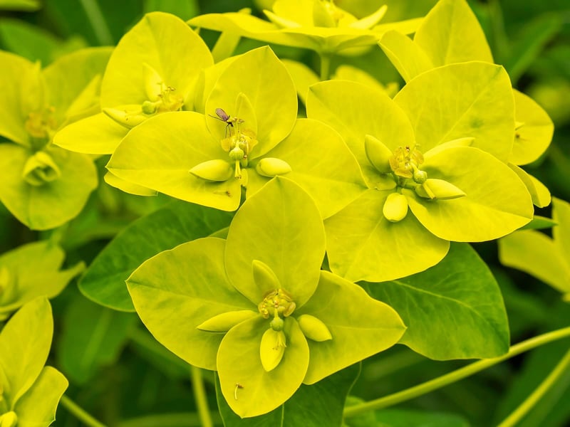 Flowers and plants evaluated for safety around honey bee colonies