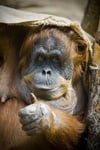 Clyde Orangutan