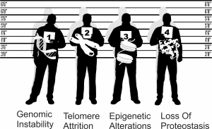 Four primary hallmarks of aging that cause cellular damage