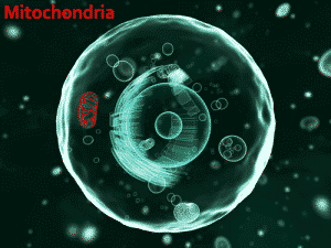 Mitochondria cells showing epigenetic changes affecting aging processes and energy production