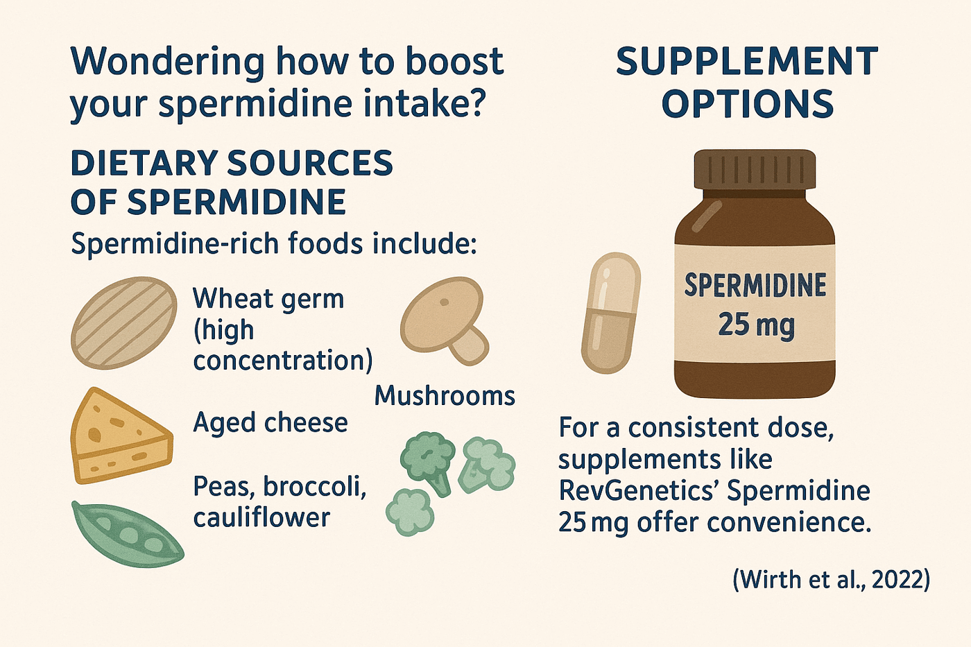 Natural dietary sources of spermidine for brain health including wheat germ, soybeans, aged cheese, and vegetables