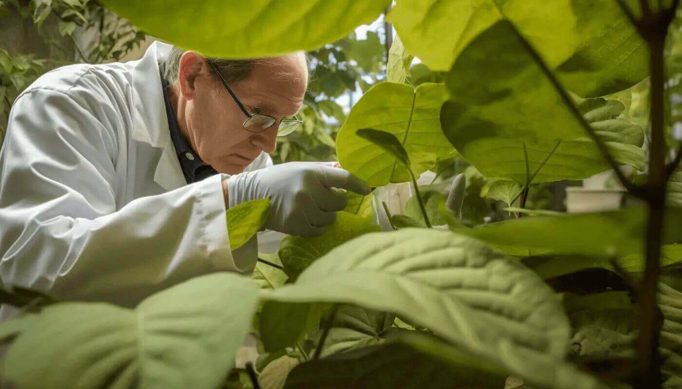 New Resveratrol Studies, Highlight Its Potential