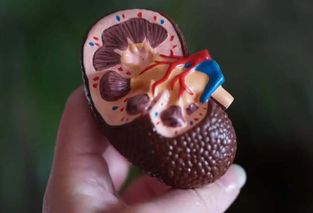 Can NMN Foods Avoid Kidney Damage and Restores Kidney Function?