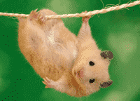 Mouse telomere study reveals fast shortening rate compared to humans