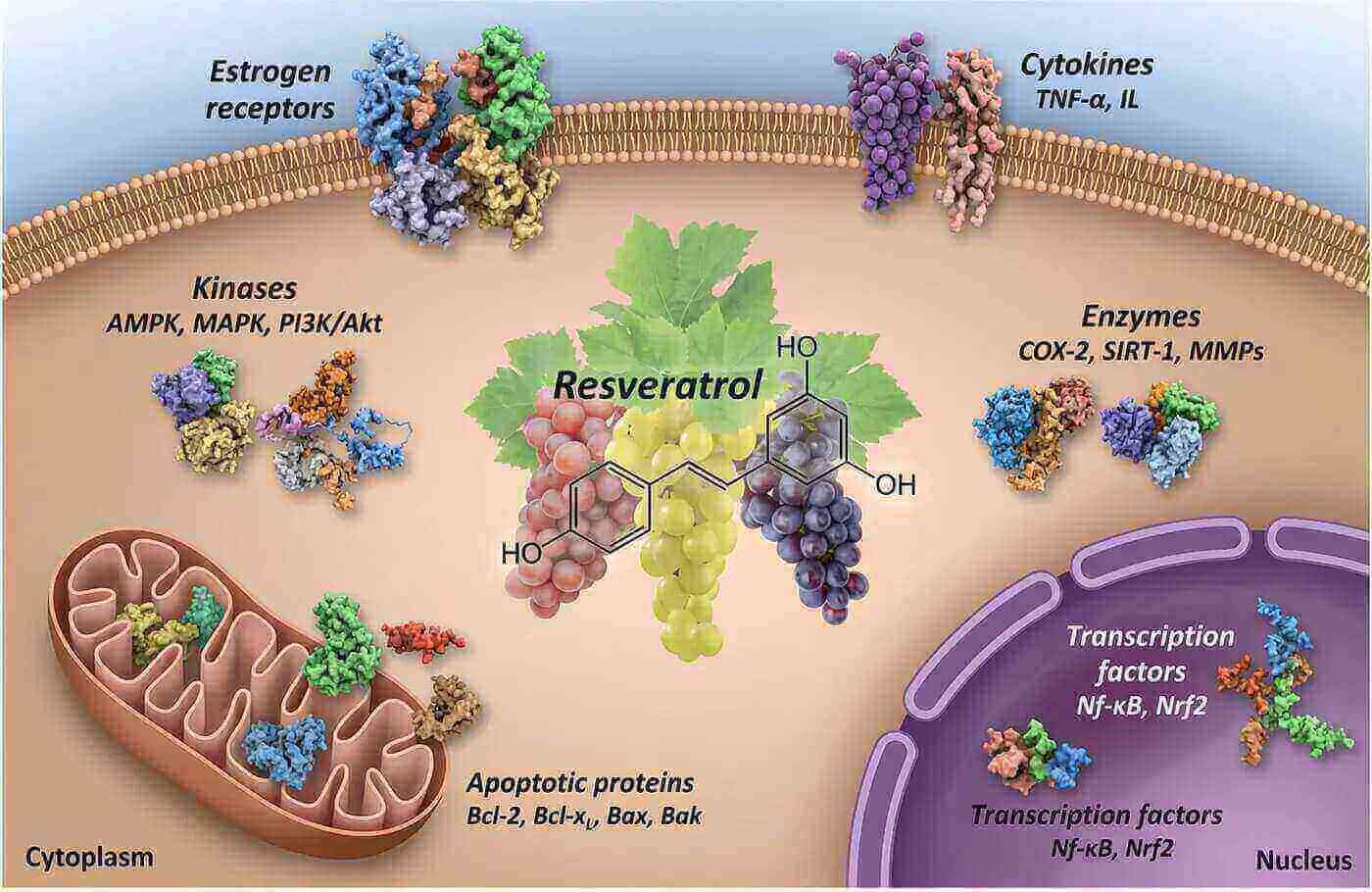 Resveratrol molecules attacking cancer cells under microscope visualization