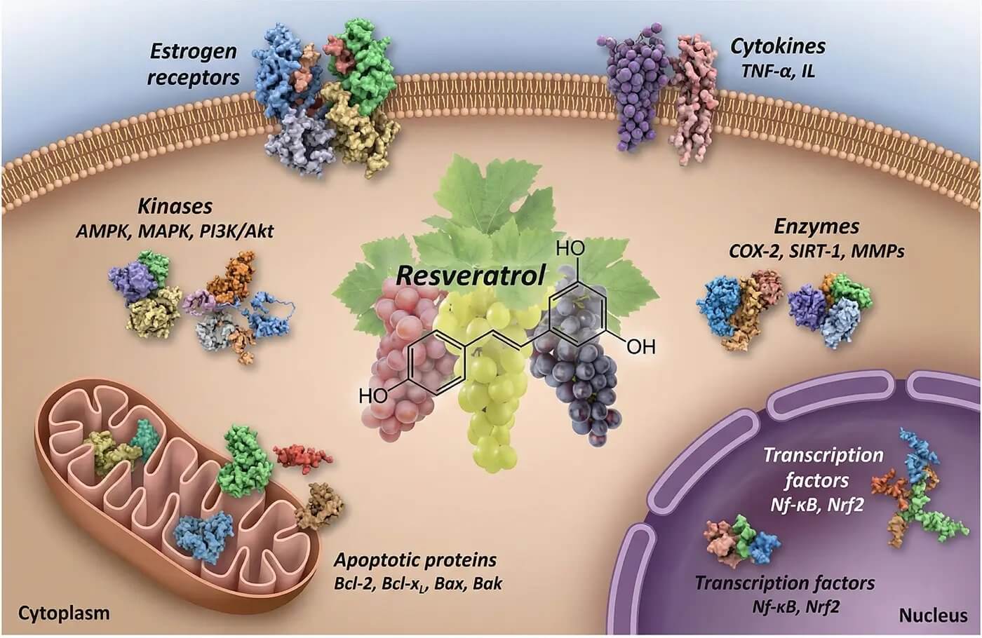 Resveratrol molecules attacking cancer cells under microscope visualization