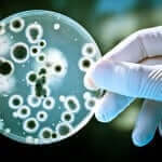 Resveratrol fights Staphylococcus infections to protect health - bacterial prevention illustration