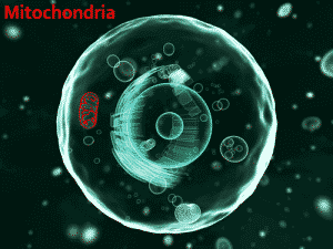 Mitochondria cells showing epigenetic changes affecting aging processes and energy production