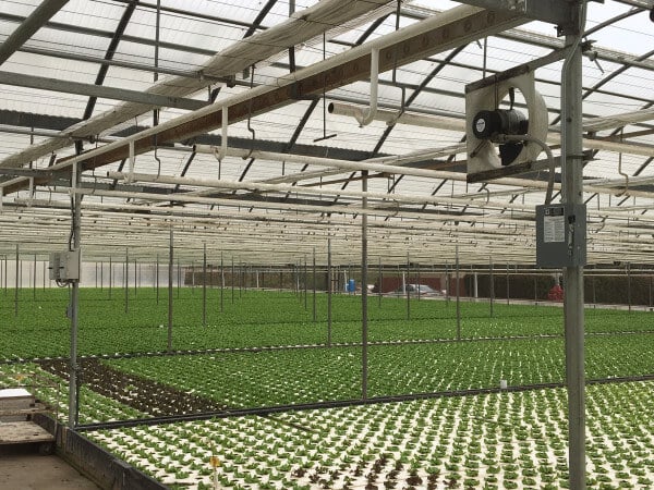 Plants Not Growing Evenly? It Might Be Your Air Movement.