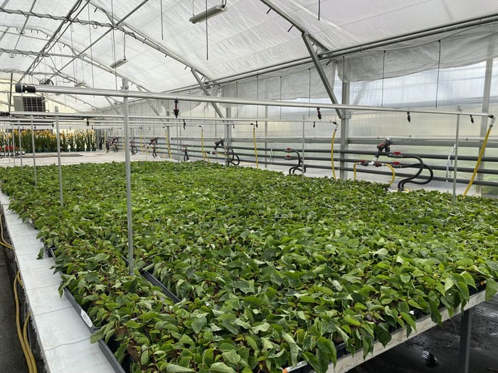 Irrigation Upgrades to Reduce Labor and Improve Plant Quality