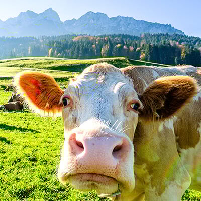 When Milk Doesn’t Do a Body Good: Calcium-Rich Alternatives for Strong Teeth and Bones