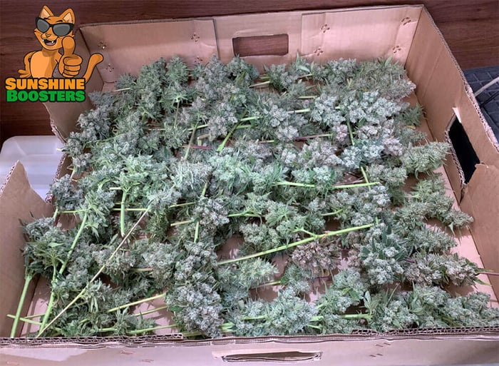 Sunshine Boosters Cannabis Grow Journal