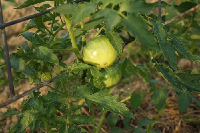 How to garden in south central Florida