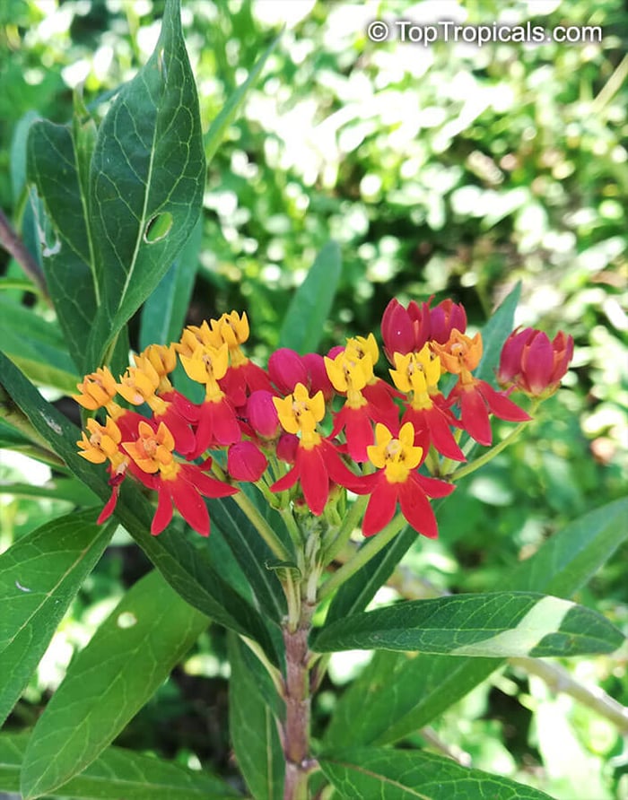 The Milkweed and the Monarch, how to raise your own