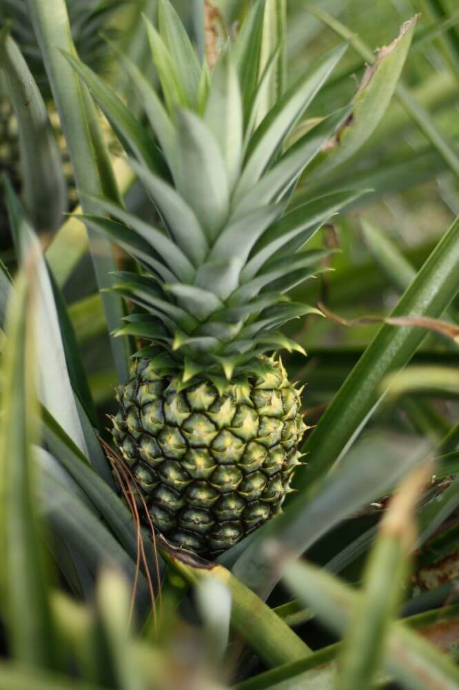 Pineapple Season is Here