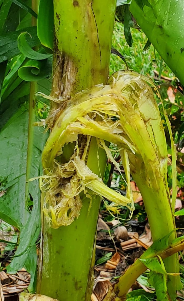 Severe weather; How to help your plants survive