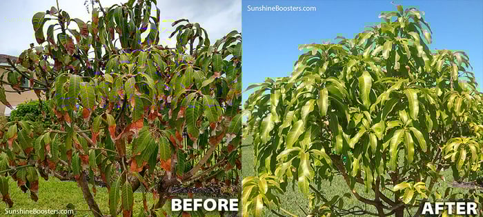 Add a little Sunshine to keep your plants looking their best