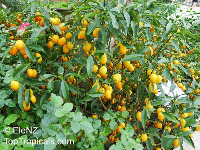 Sunshine Citron: The key to healthy citrus trees