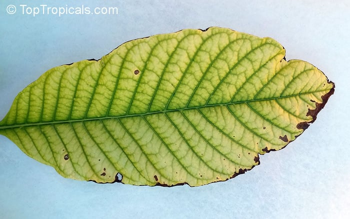 Element Deficiencies in Your Garden