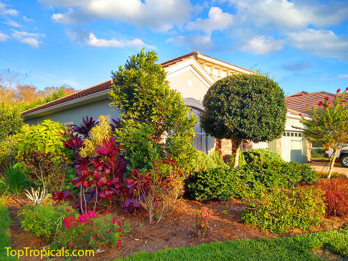 Organic or inorganic fertilizers, which is best?