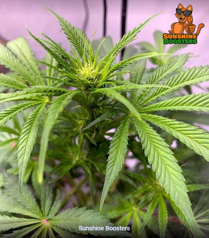 Testing the Sunshine Boosters on Hemp Plants